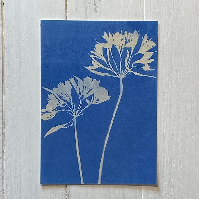 Agapanthus