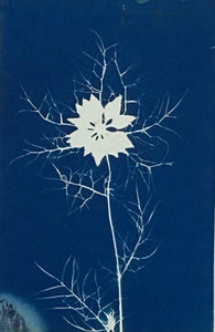 Super Second - Original Cyanotype Print - £10