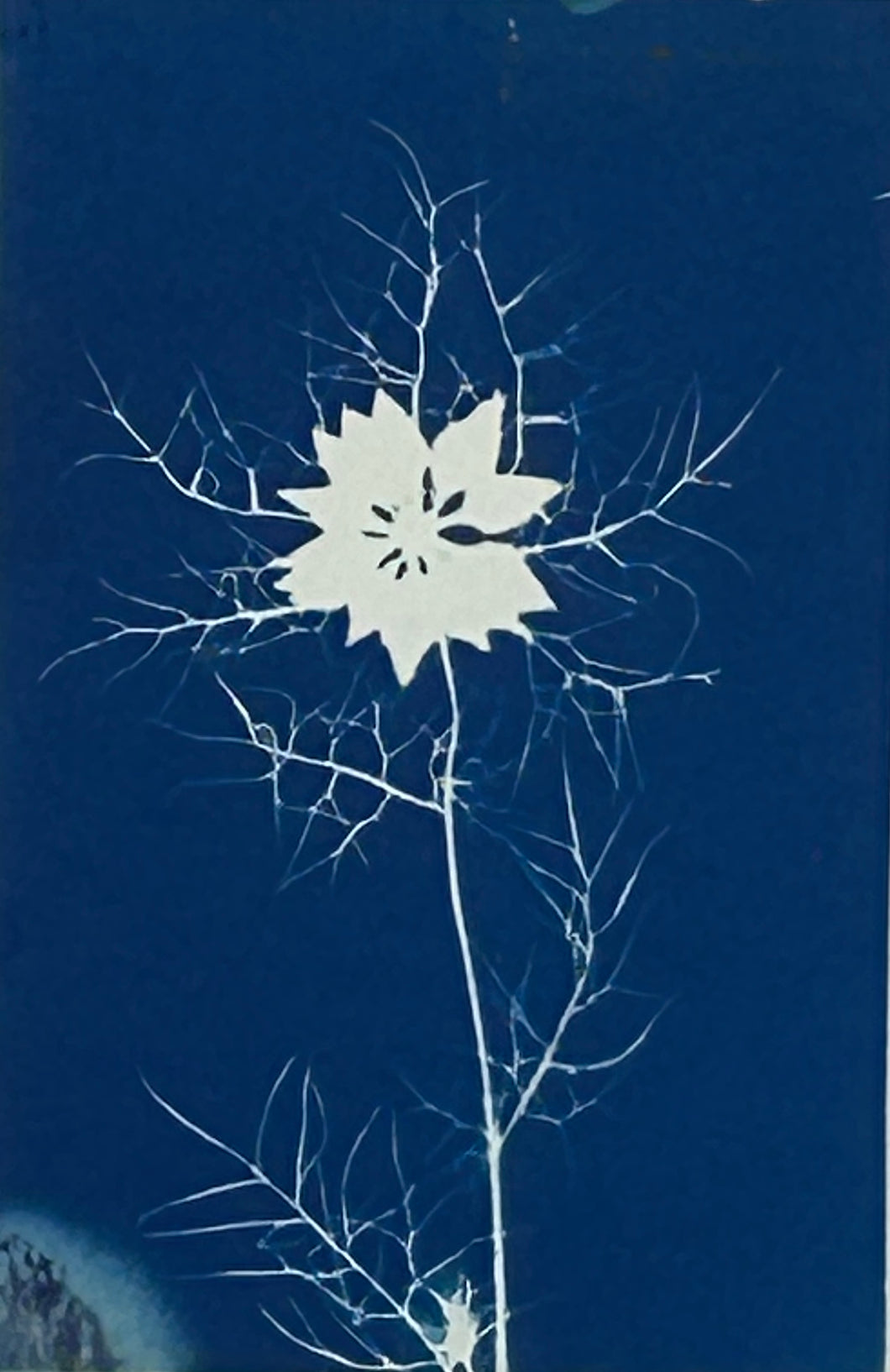 Super Second - Original Cyanotype Print - £10