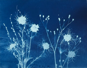 Super Second Original Cyanotype