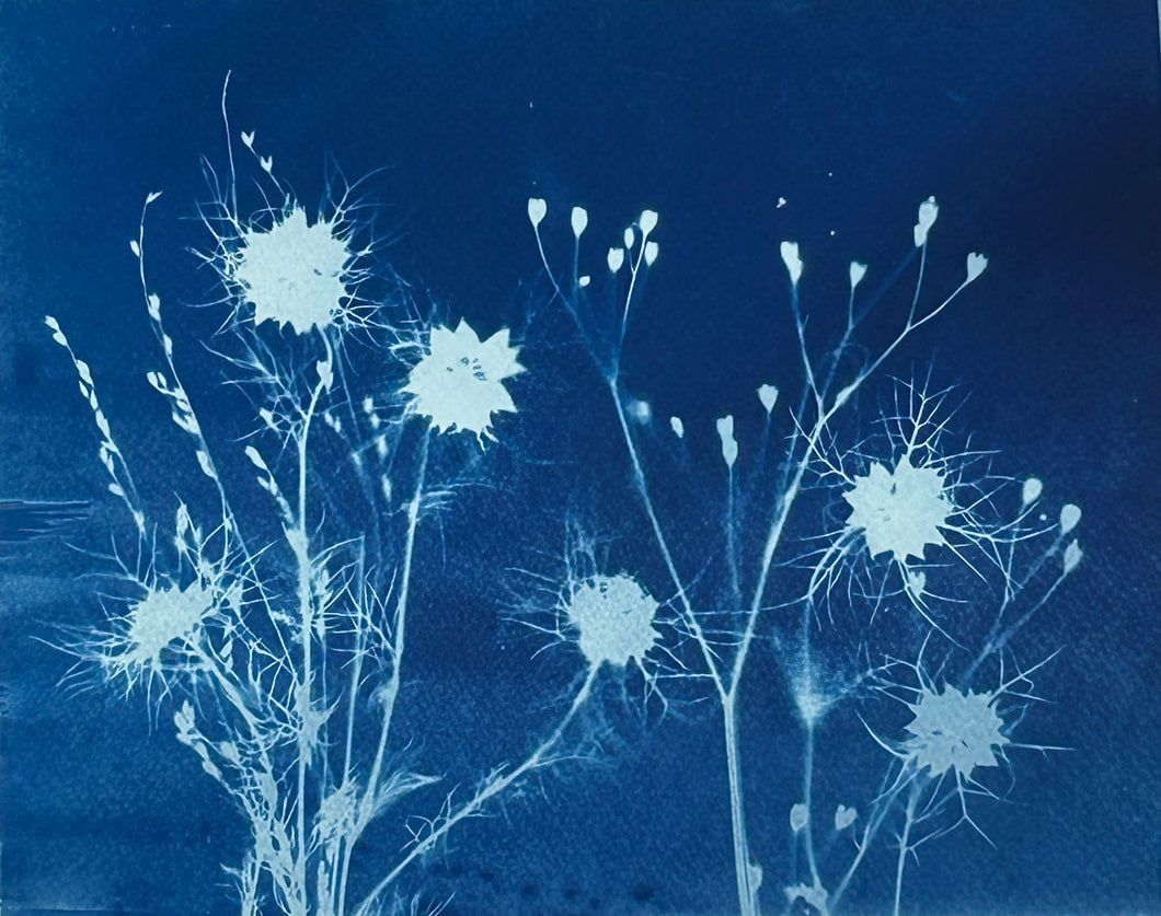 Super Second Original Cyanotype
