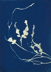 Super Second - Original Cyanotype Print - £10
