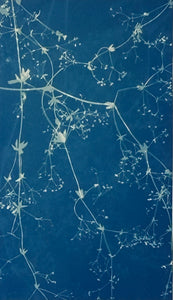 Super Second - Original Cyanotype Print - £10