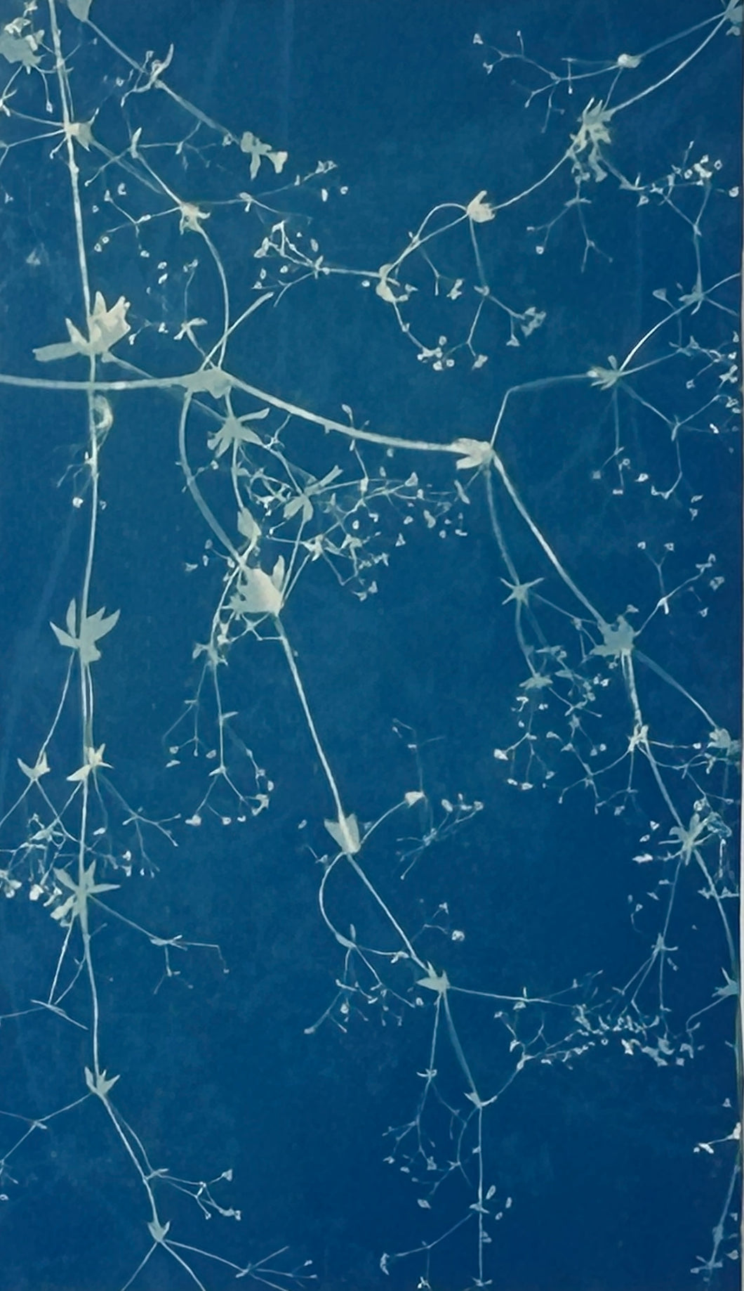 Super Second - Original Cyanotype Print - £10