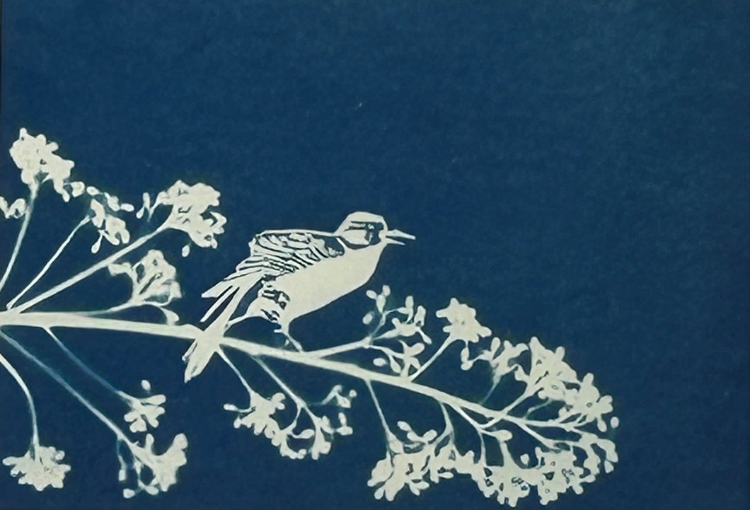 Super Second - Original Cyanotype Print - £10