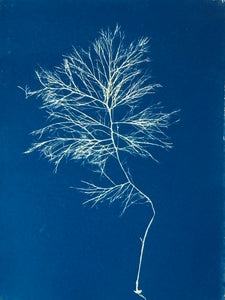 Super Second Original Cyanotype