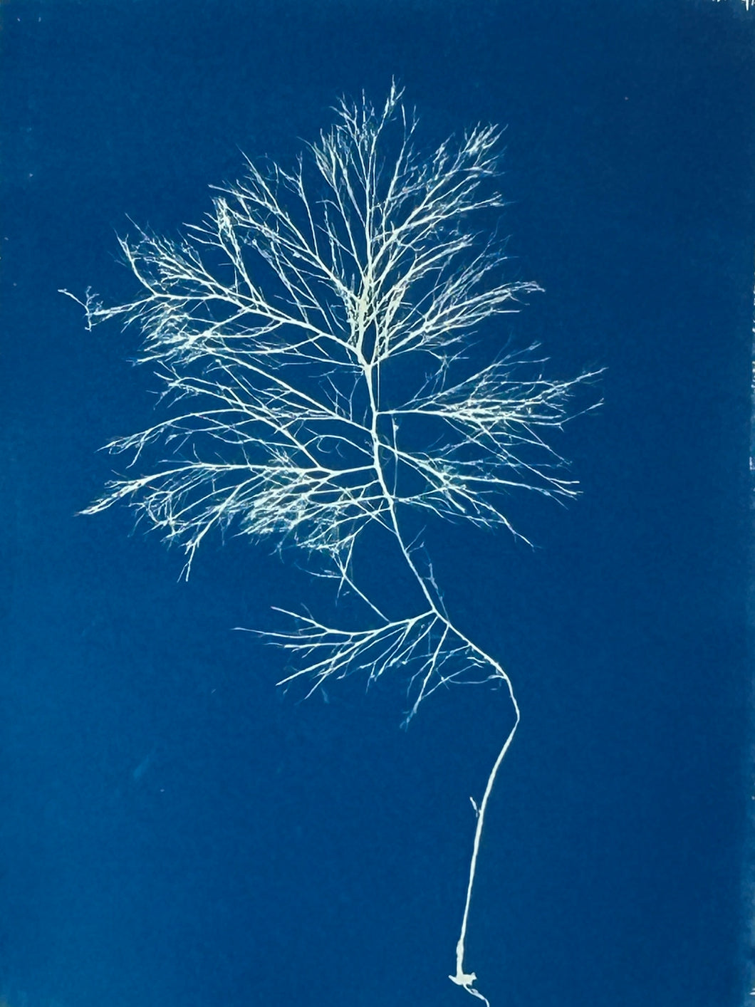 Super Second Original Cyanotype