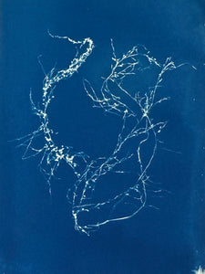 Super Second Original Cyanotype
