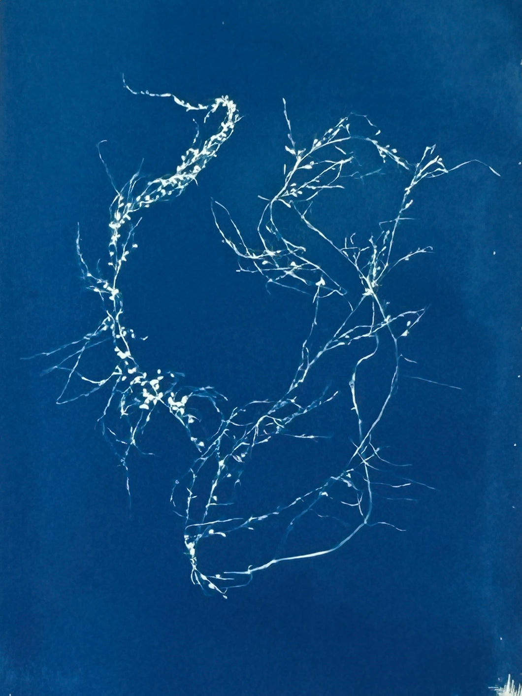 Super Second Original Cyanotype