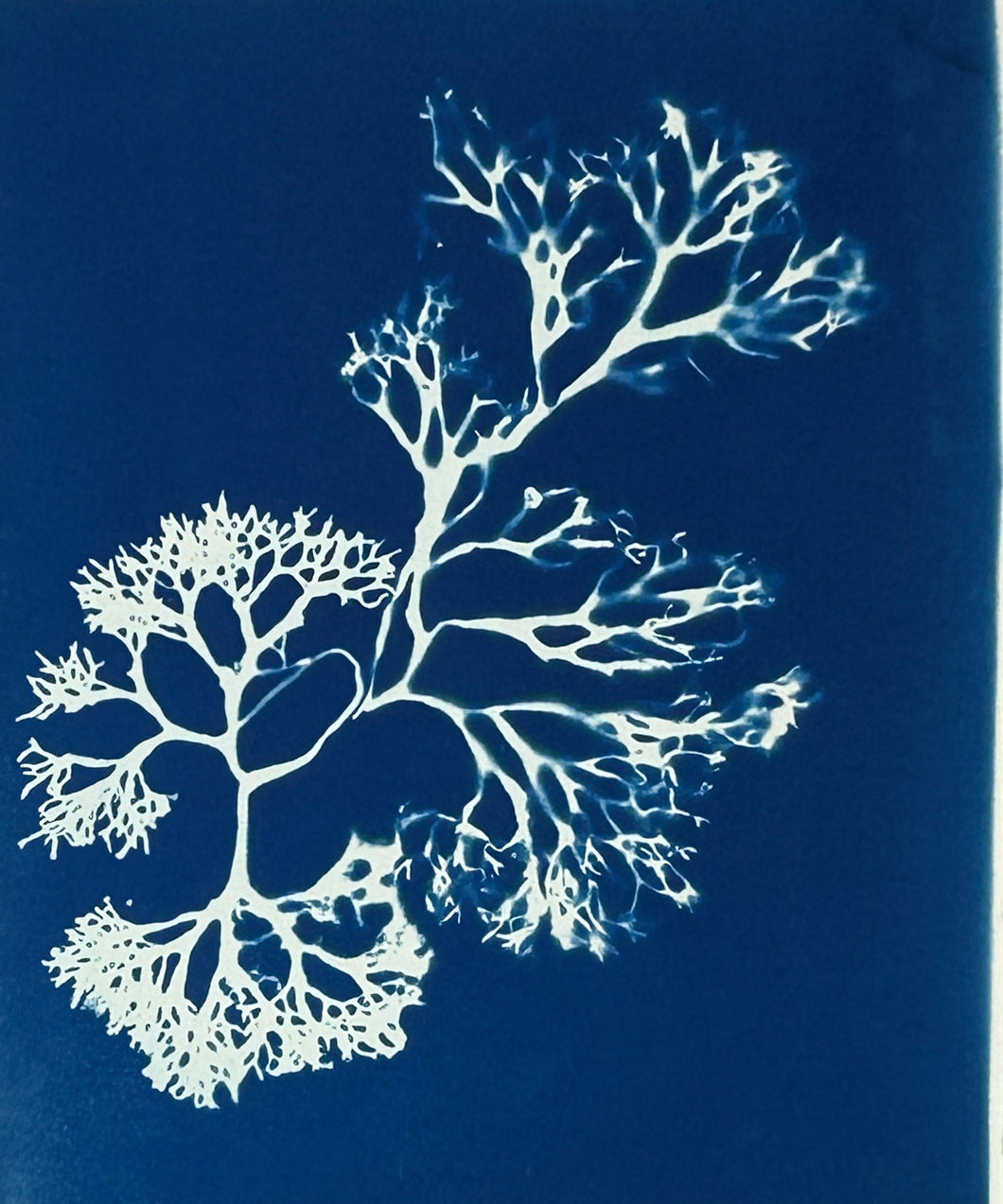 Super Second Original Cyanotype