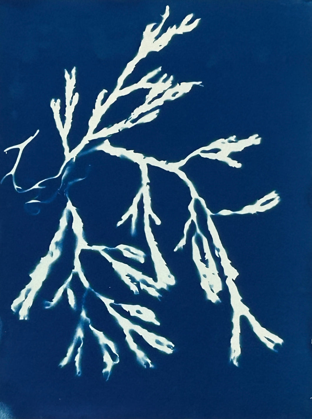 Super Second Original Cyanotype