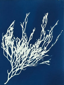 Super Second Original Cyanotype