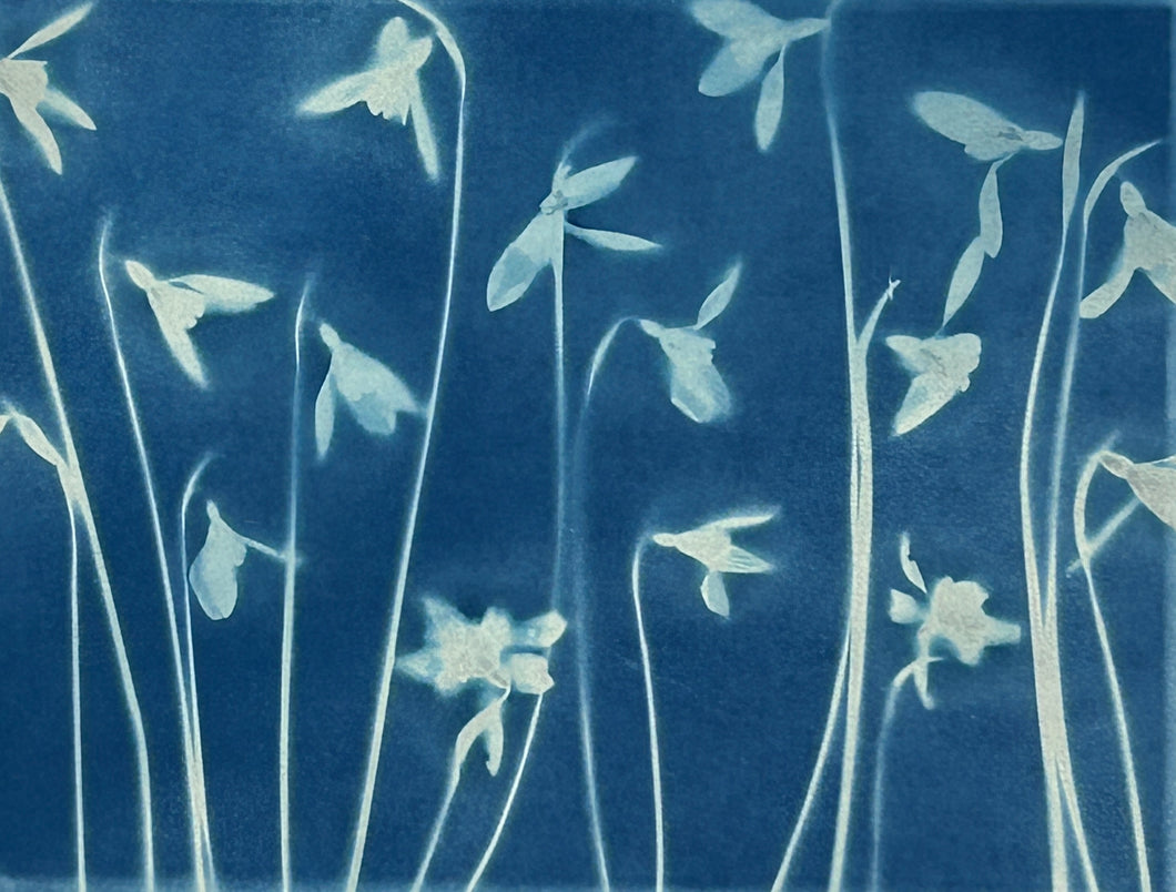 Super Second Original Cyanotype