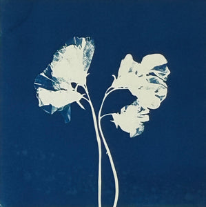 Super Second - Original Cyanotype Print - £10