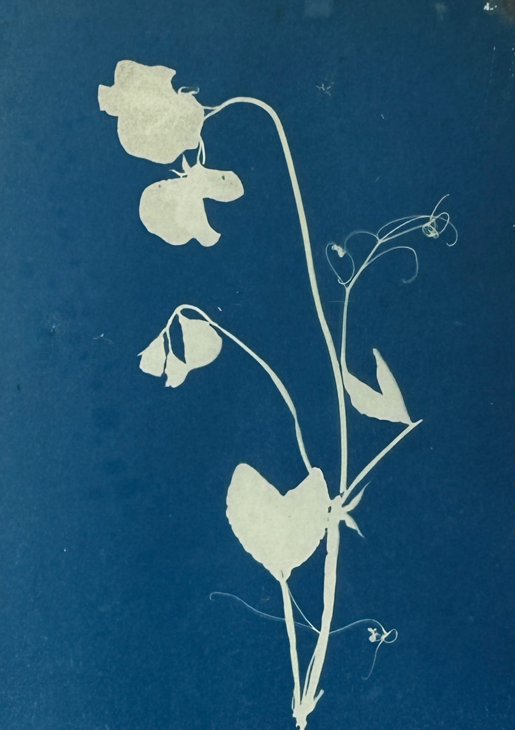 Super Second Original Cyanotype