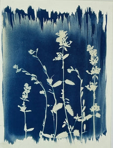 Super Second Original Cyanotype