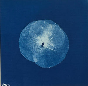 Super Second Original Cyanotype