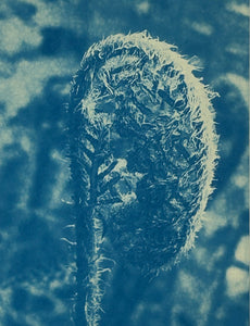 Super Second Original Cyanotype
