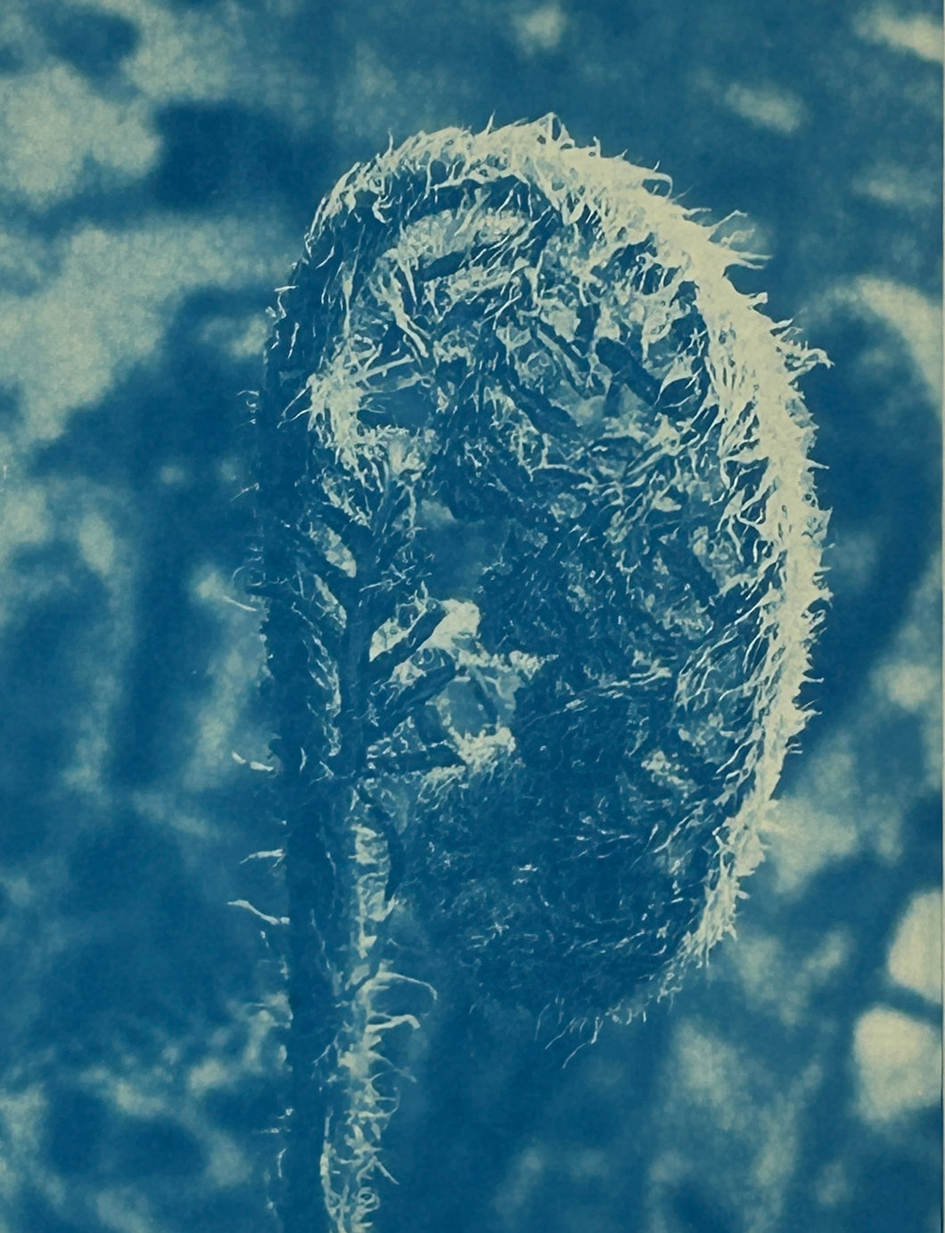 Super Second Original Cyanotype