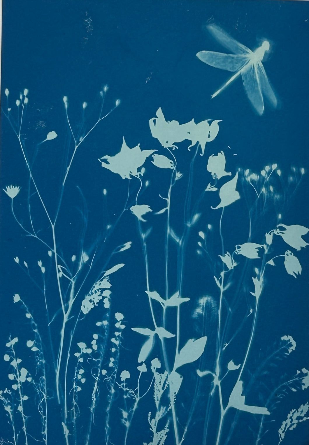 Super Second Original Cyanotype