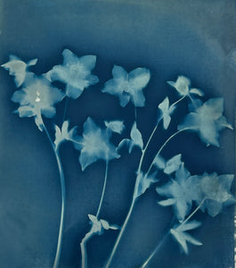 Super Second Original Cyanotype