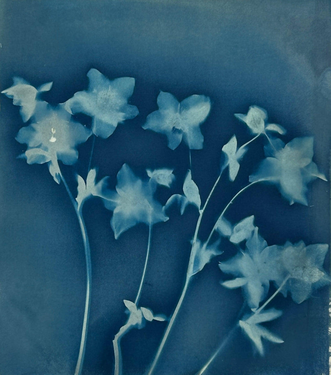 Super Second Original Cyanotype