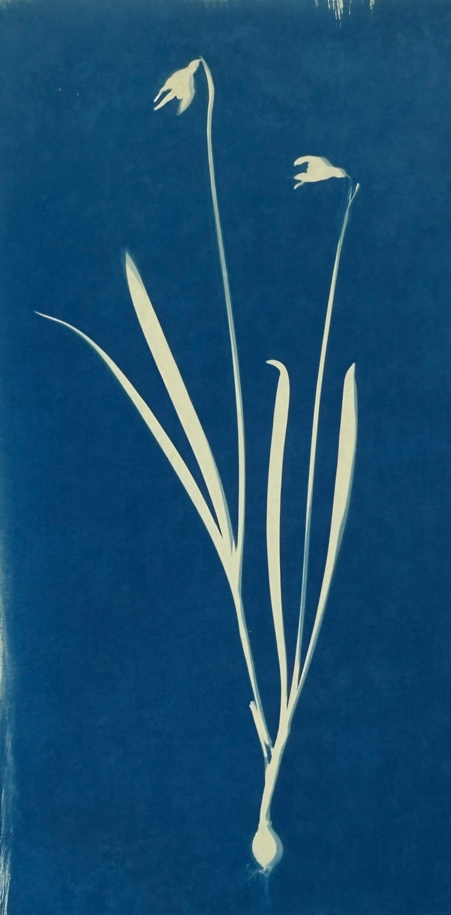 Super Second Original Cyanotype