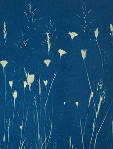 Super Second Original Cyanotype