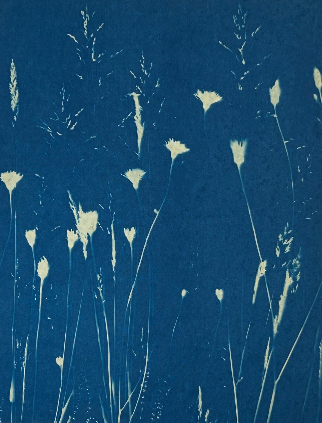 Super Second Original Cyanotype