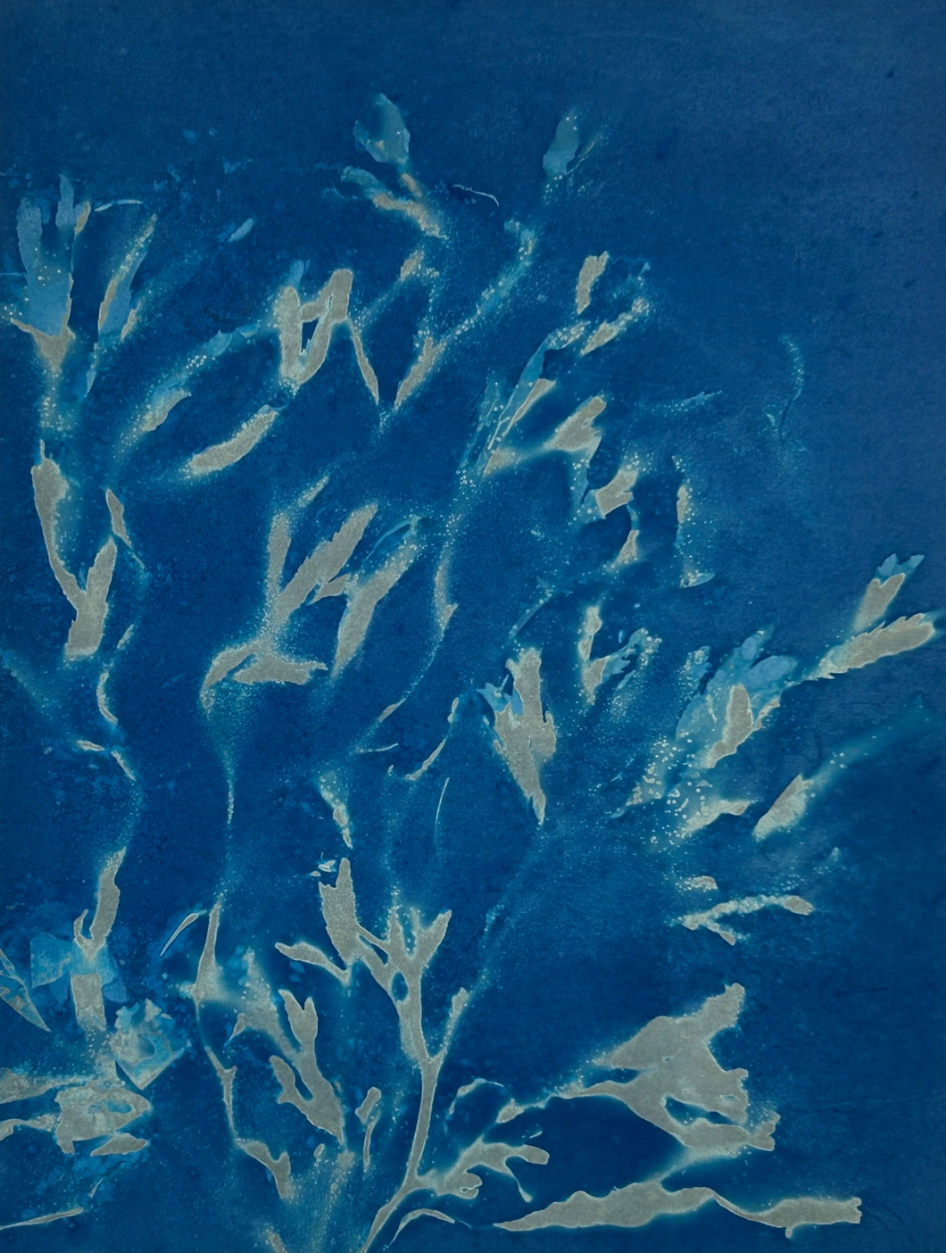 Super Second Original Cyanotype