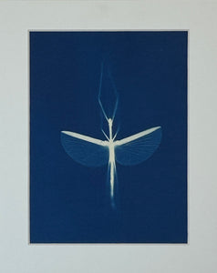 Super Second - Original Cyanotype Print - £10
