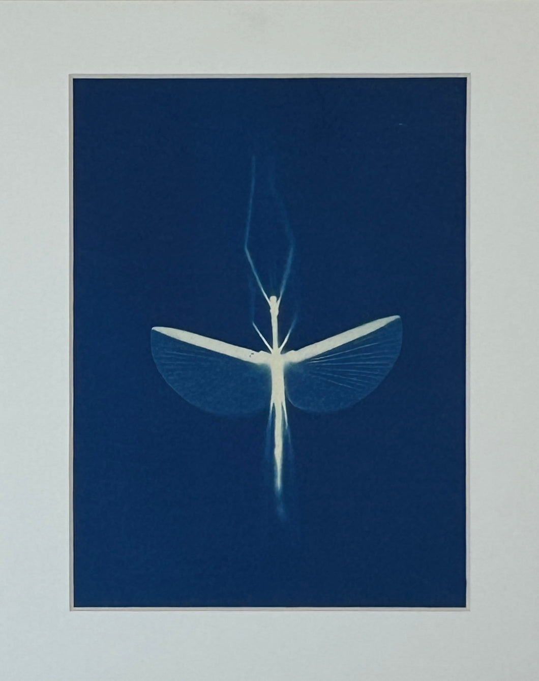Super Second - Original Cyanotype Print - £10