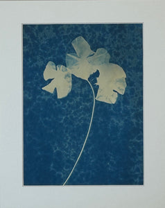 Super Second - Original Cyanotype Print - £10