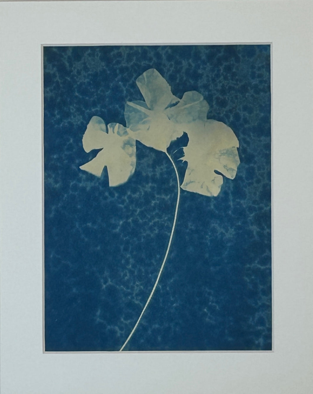 Super Second - Original Cyanotype Print - £10