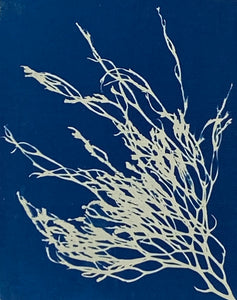 'Seaweed Blueprint'