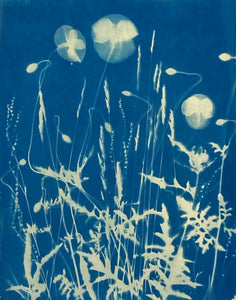 "البرية الخشخاش" Cyanotype Photogram