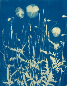 Photogramme de cyanotype 'Wild Poppies'