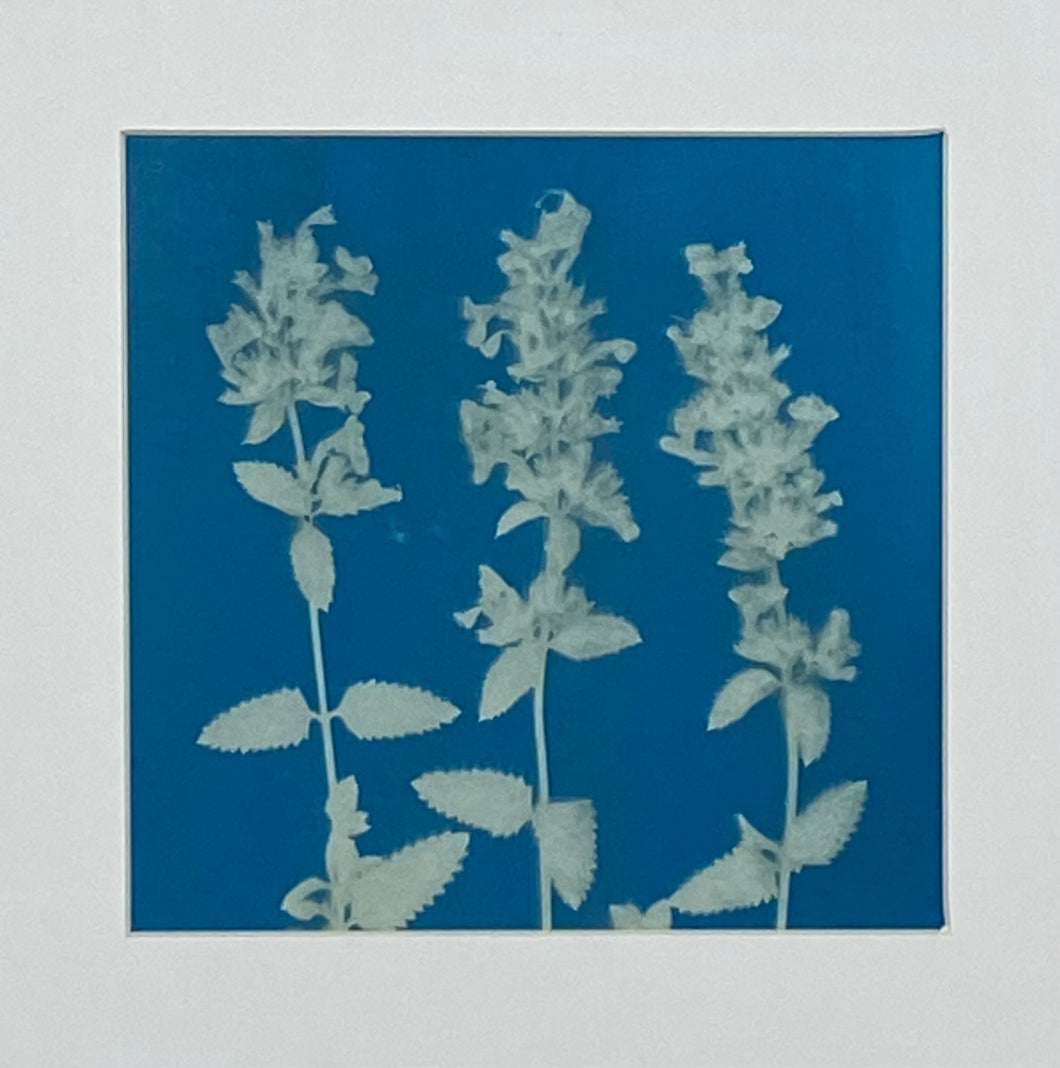 Nepeta 'Neptune'